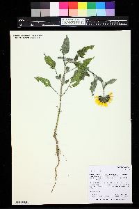 Helianthus petiolaris image