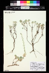 Artemisia frigida image