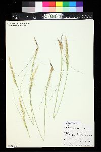 Achnatherum nelsonii subsp. dorei image