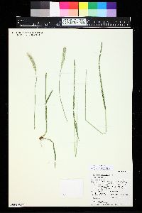 Alopecurus pratensis image