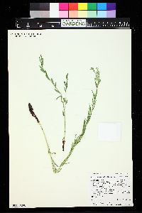 Lithospermum multiflorum image