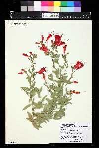 Epilobium canum image