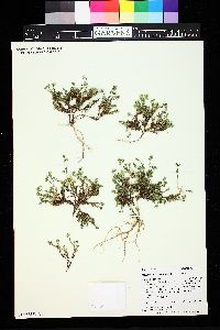 Image of Sabulina macrantha