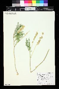 Astragalus bisulcatus image