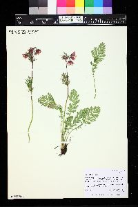 Geum triflorum image