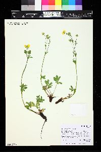 Potentilla gracilis image