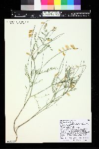 Astragalus flexuosus image