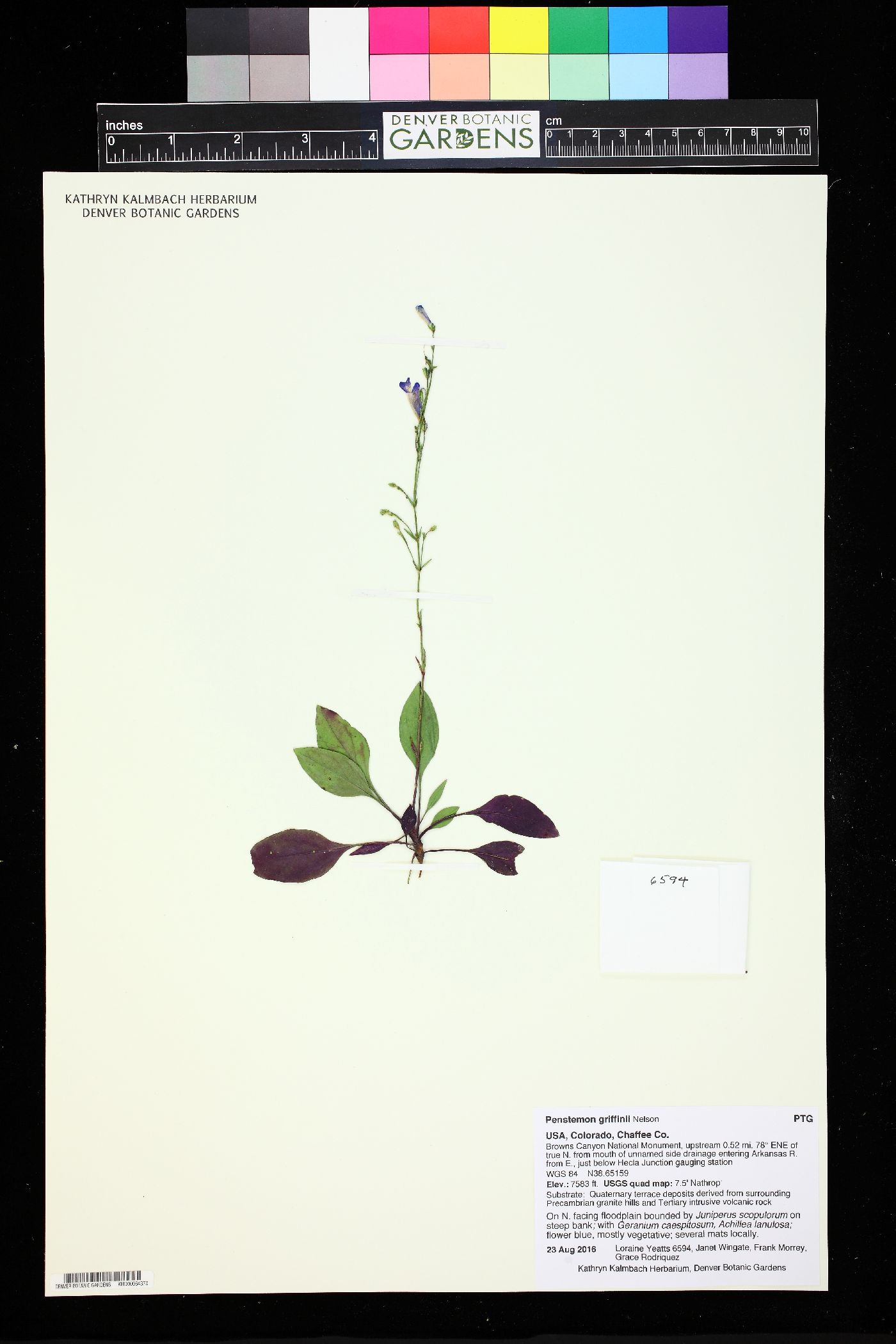 Penstemon griffinii image