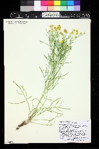Image of Picradenia richardsonii