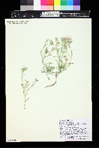 Image of Townsendia fendleri