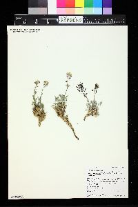 Smelowskia calycina image