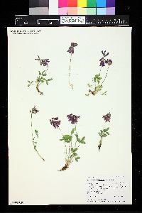 Image of Trifolium brandegeei