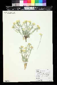 Image of Physaria floribunda