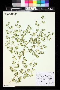 Image of Euphorbia missurica