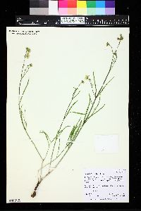 Mirabilis linearis image