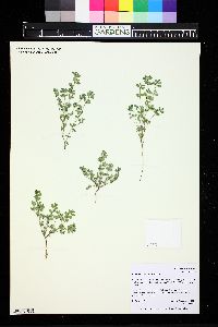 Chamaesyce stictospora image