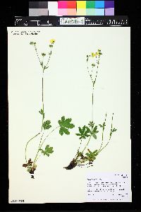 Potentilla gracilis image