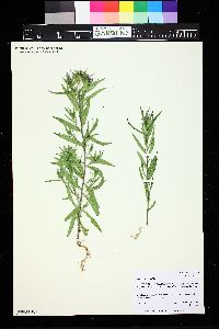 Collomia linearis image