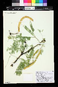Prosopis velutina image