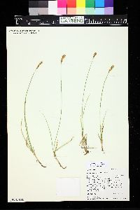 Carex siccata image