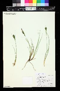 Carex kelloggii image