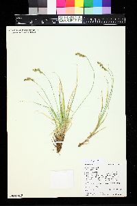 Carex canescens var. canescens image