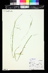 Image of Carex hassei