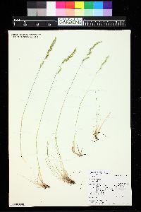 Festuca rubra image