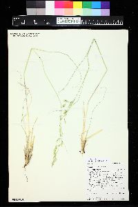 Festuca thurberi image