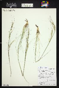 Hesperostipa comata image