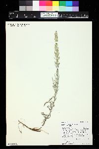 Artemisia ludoviciana subsp. candicans image