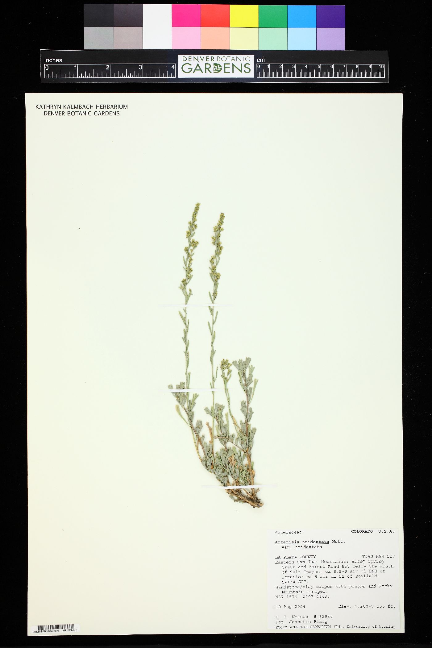 Artemisia tridentata var. tridentata image