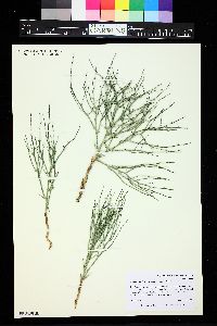 Lygodesmia juncea image