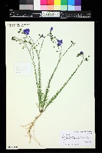 Linum perenne image