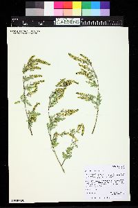 Ambrosia acanthicarpa image