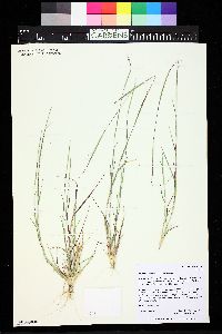 Image of Triplasis purpurea