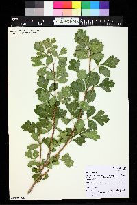 Rhus trilobata image