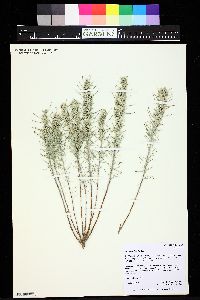 Artemisia filifolia image