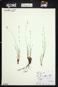 Carex inops subsp. heliophila image