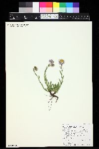 Erigeron formosissimus image