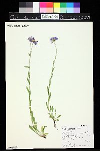 Erigeron formosissimus var. formosissimus image