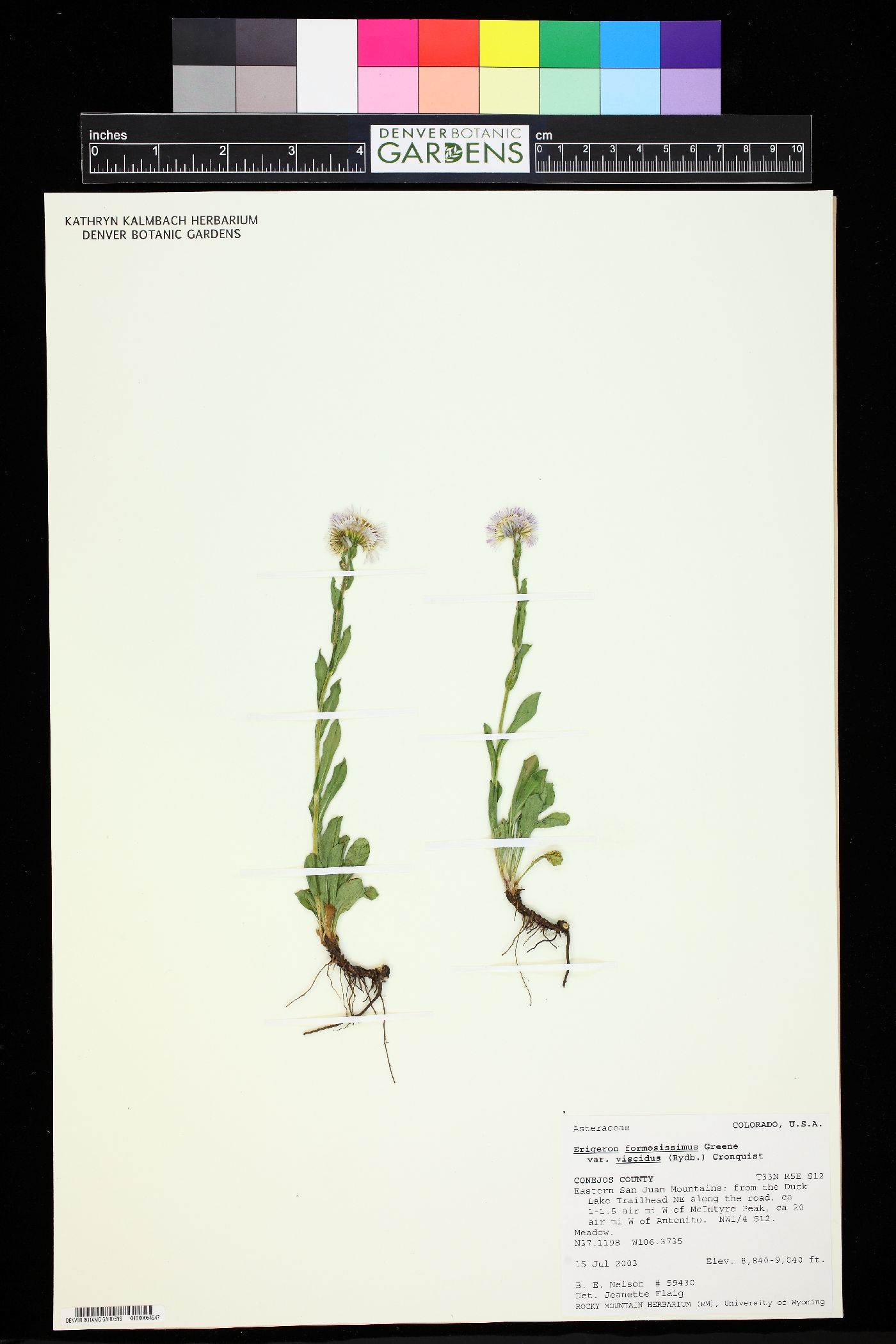 Erigeron formosissimus var. viscidus image