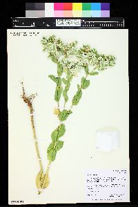 Euphorbia marginata image