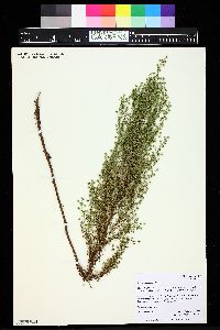 Artemisia dracunculus image