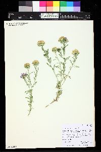 Machaeranthera tanacetifolia image