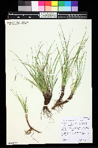 Carex inops subsp. heliophila image