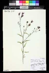 Palafoxia sphacelata image