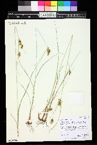 Cyperus schweinitzii image