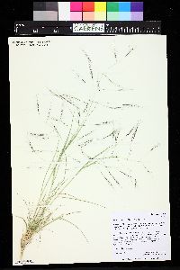 Aristida divaricata image