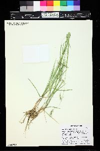 Hordeum brachyantherum image